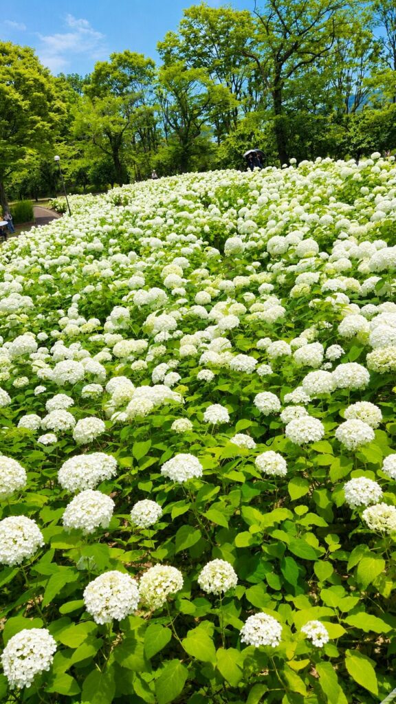 一面に白いアナベルが咲くアナベルの丘