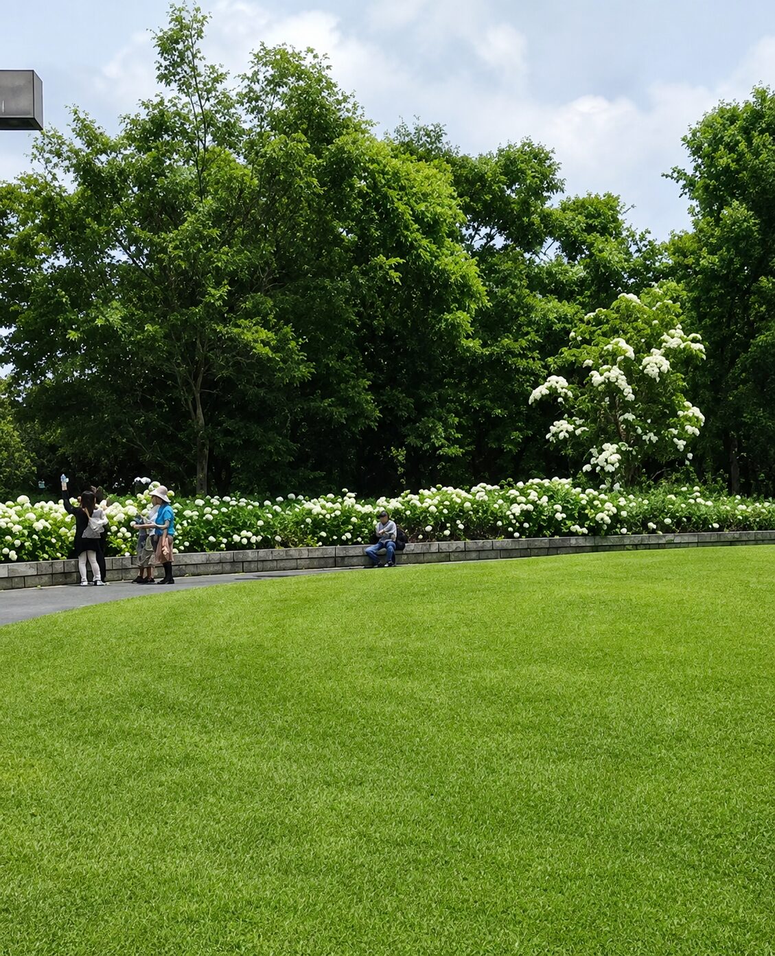 順路に並ぶ色とりどりの紫陽花