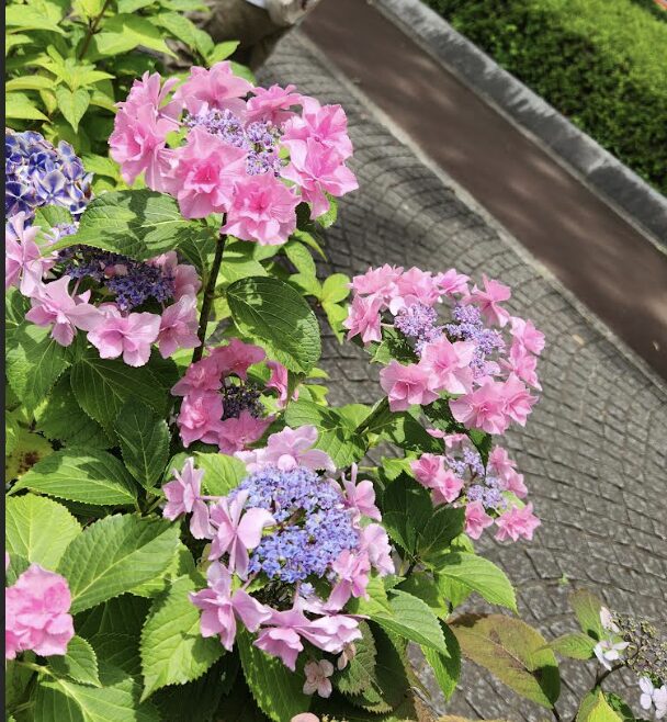 府中市郷土の森博物館に咲く色とりどりの紫陽花